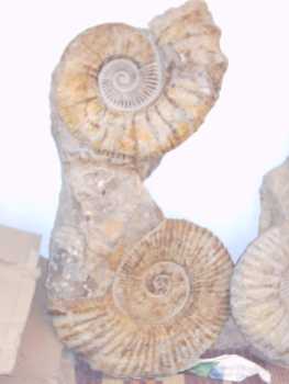 Foto: Sells Escudos, fossil e pedra DOBLE AMMONITES 100% NATURALES 100% OREGINALES