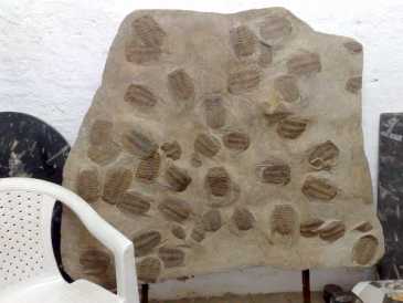Foto: Sells Escudos, fossil e pedra