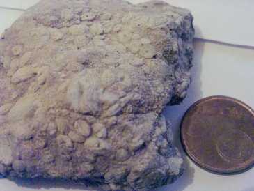 Foto: Sells Escudos, fossil e pedra MAR DE CONCHAS