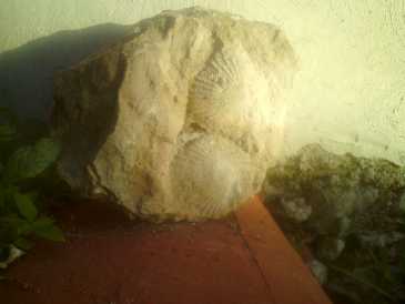 Foto: Sells Escudos, fossil e pedra ESCARBANDO EN MI CASA