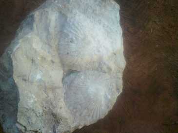 Foto: Sells Escudos, fossil e pedra ESCARBANDO EN MI CASA