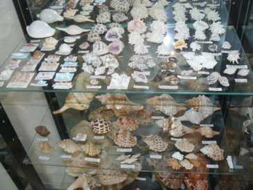 Foto: Sells Escudos, fossils e pedras COLLECTION