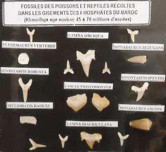 Foto: Sells Escudos, fossil e pedra FOSSILI DEL CRETACEO-PALEOGENE