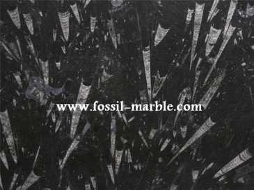 Foto: Sells Decoração BLACK SLAB FROM FOSSILIZED MARBLE MOROCCO - BLACK SLAB FOSSILIZED MARBLE MOROCCO