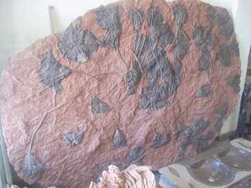 Foto: Sells Escudos, fossil e pedra MAIN D'OEUVRE