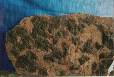 Foto: Sells Escudos, fossil e pedra MAIN D'OEUVRE