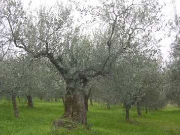 Foto: Sells Gastronomy e cozinhar LIVIO