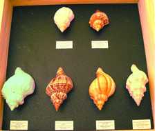 Foto: Sells Escudos, fossils e pedras COLLECTION COQUILLAGES