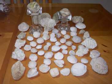 Foto: Sells Escudos, fossils e pedras COQUILLAGES,FOSSILES,PIERRES