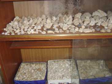 Foto: Sells Escudos, fossil e pedra
