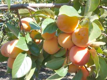 Foto: Sells Fruta e vegetai